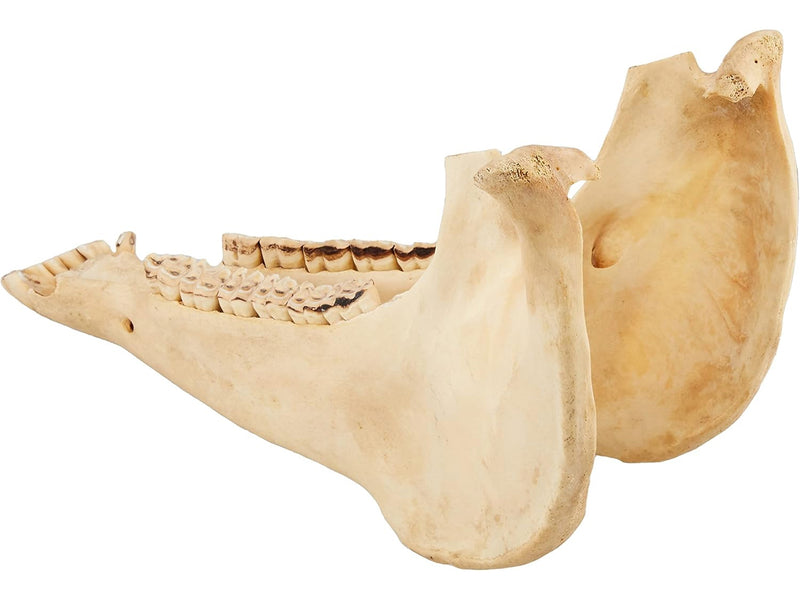 Jawbone (Jawbone): PER372