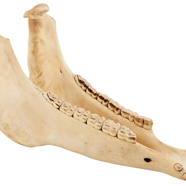 TG-L08_600x600_crop_center.jpg
