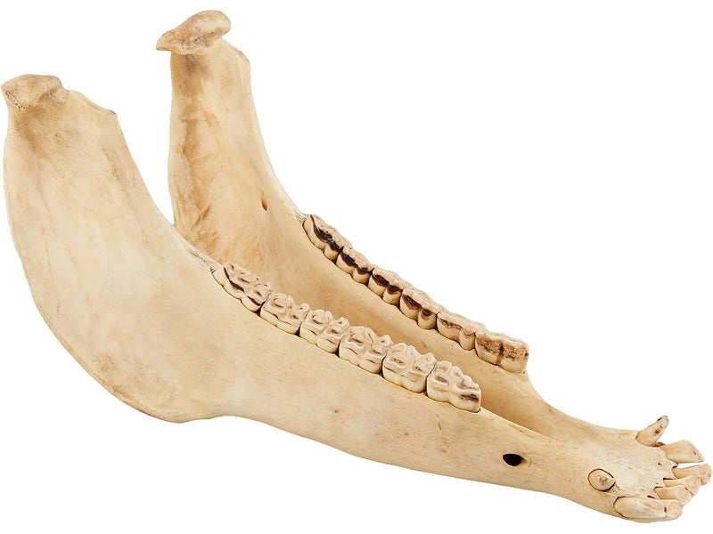 Jawbone (Jawbone): PER372